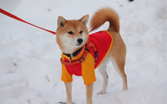 fb体育官网首页-科比：用一生的努力成就“篮球传奇”！，科比的篮球生涯故事