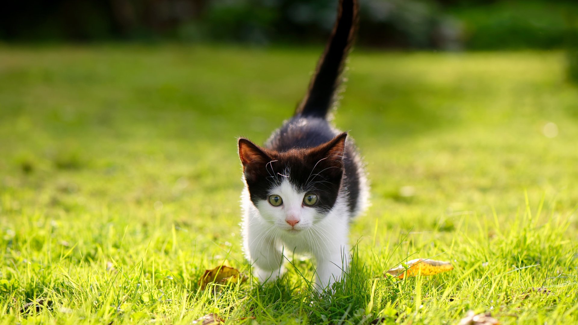 fb体育赛事平台-RNG参加国际赛事备受期待，rng参加国际赛事备受期待吗