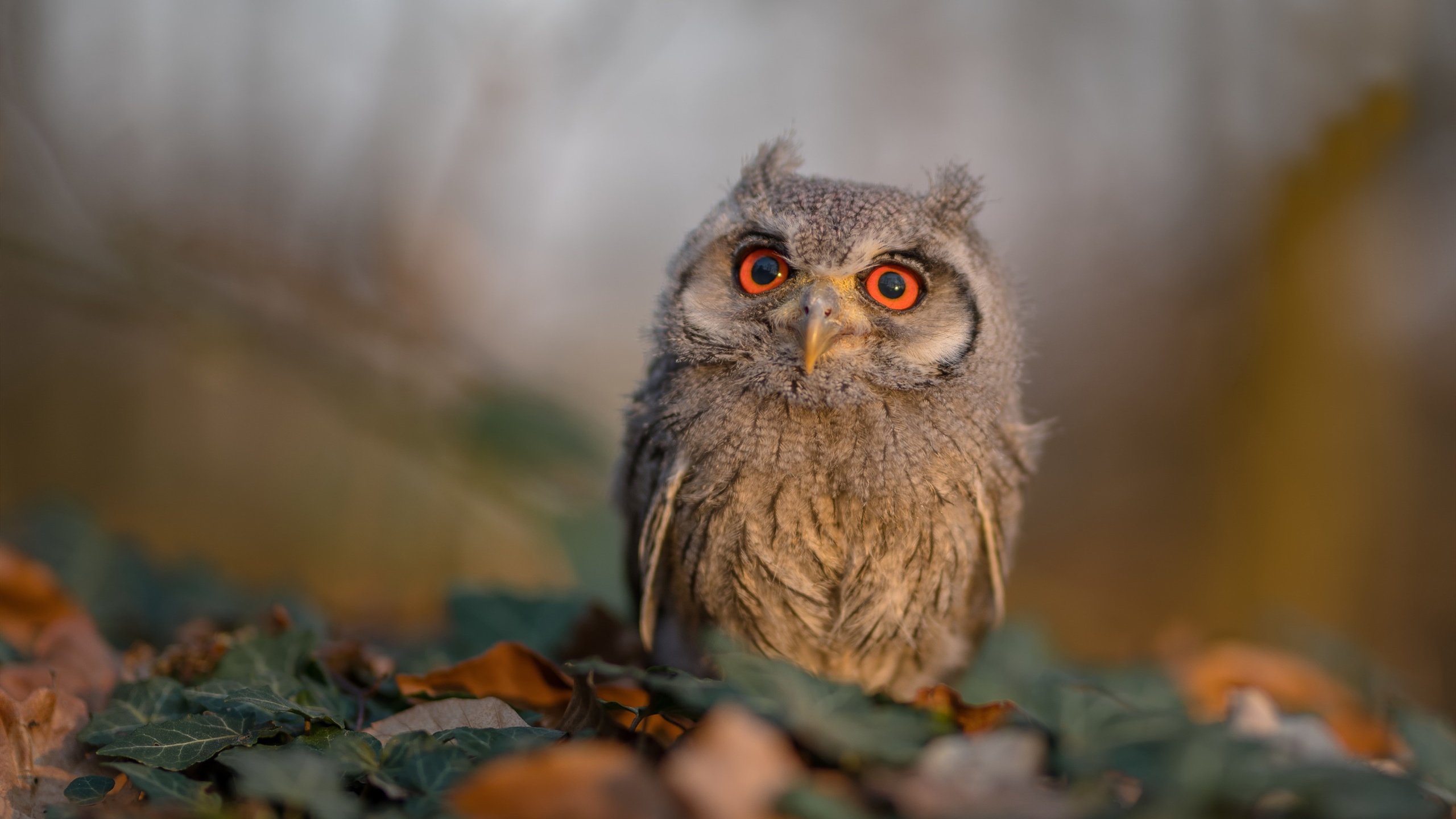 fb体育官网中国-全球足球界将目光聚焦在冠军杯赛事上，世界足球赛的冠军杯叫什么