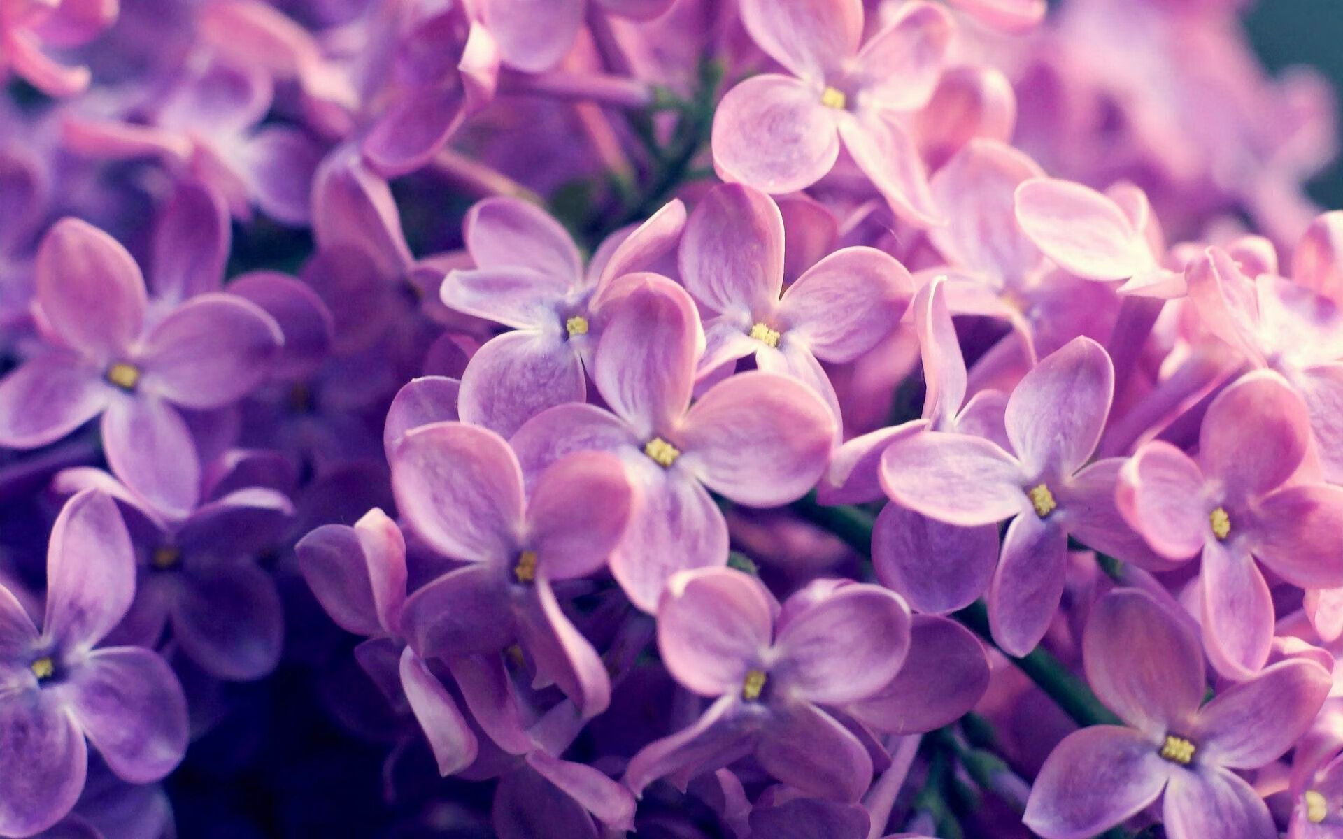 fb体育赛事平台-山东泰山球队与国际俱乐部合作，山东泰山球队与国际俱乐部合作项目