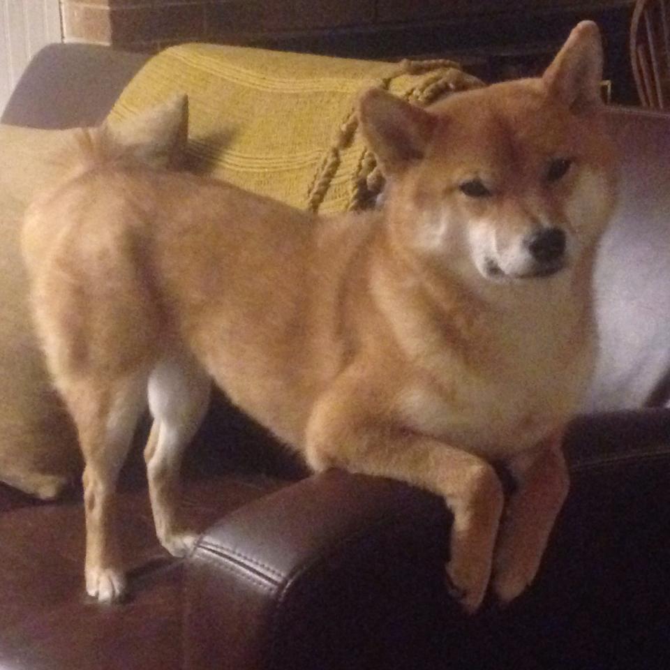 FB体育官方平台-开拓者篮网对决，两队实力碰撞点燃球场热度，篮网vs开拓者第一节