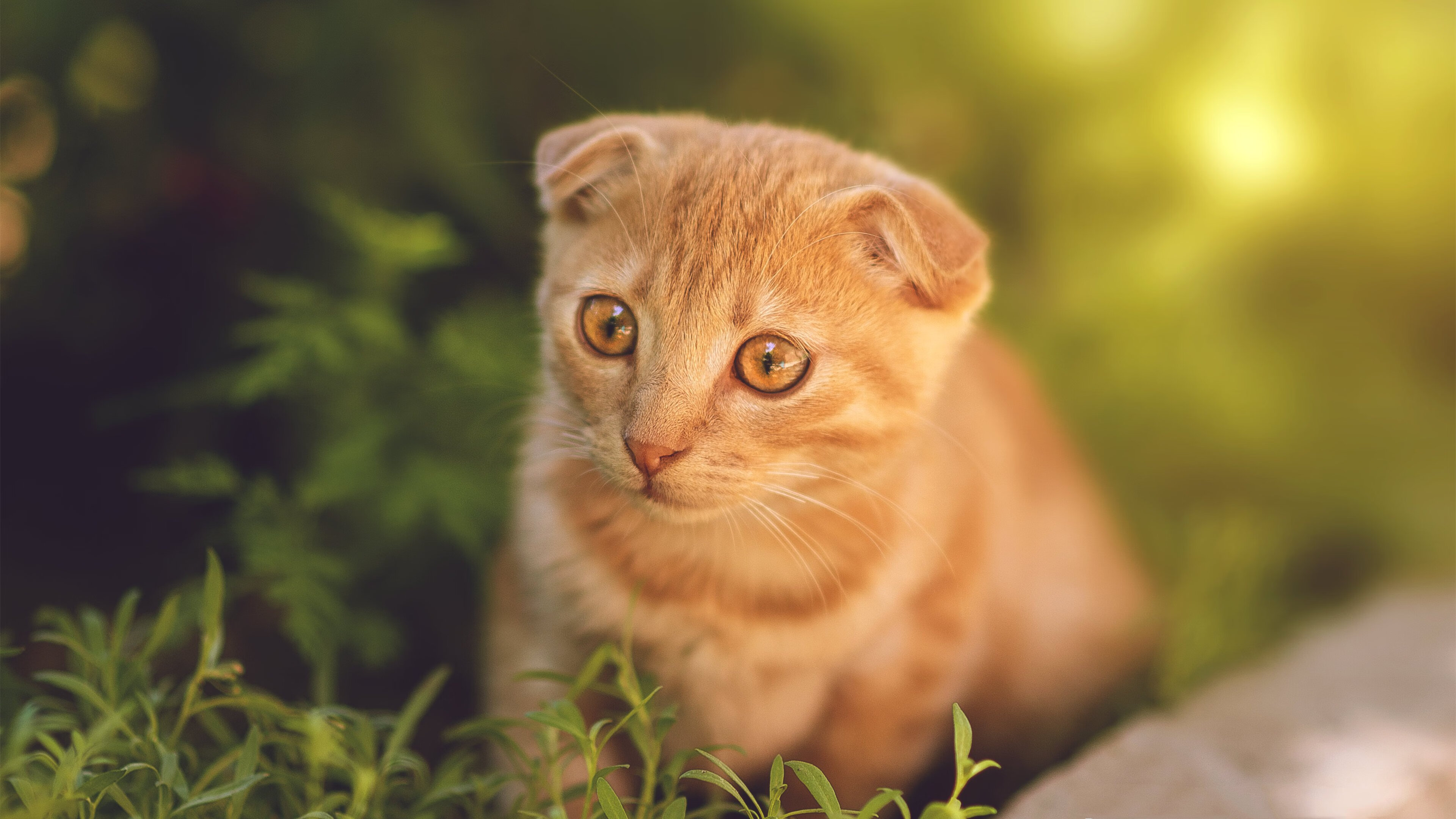 fb体育网站-精准点球锁定胜局，球队士气大振，点球最准的球员