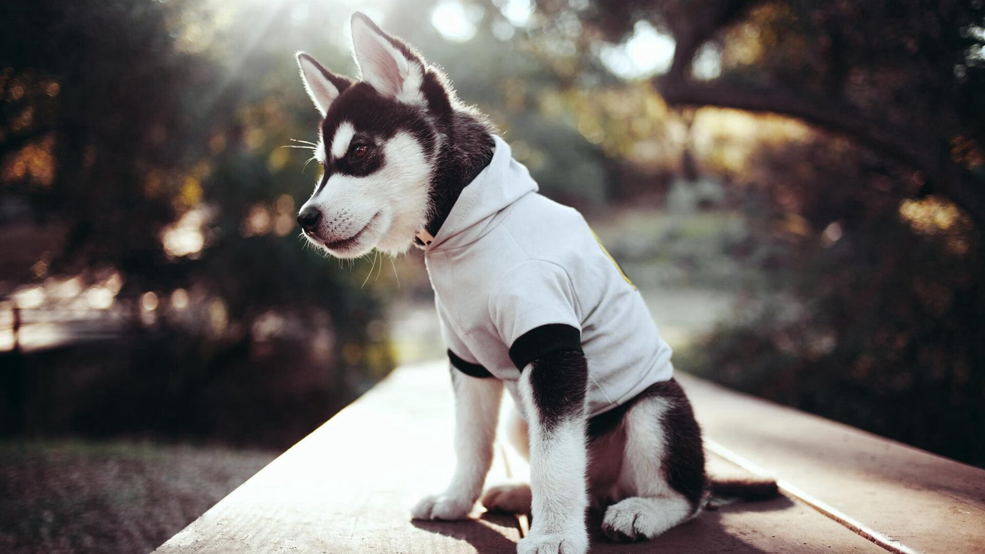 fb体育网站-中超球队反击起速与最终得分关系建模，足球反超是什么意思