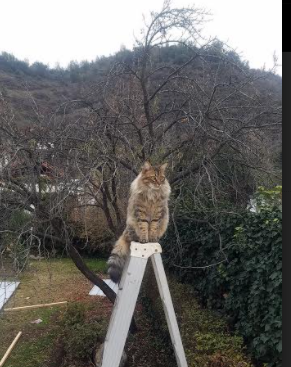 fb体育APP-自由式滑雪运动员训练强度加大，自由式滑雪中技巧的核心训练模式是什么